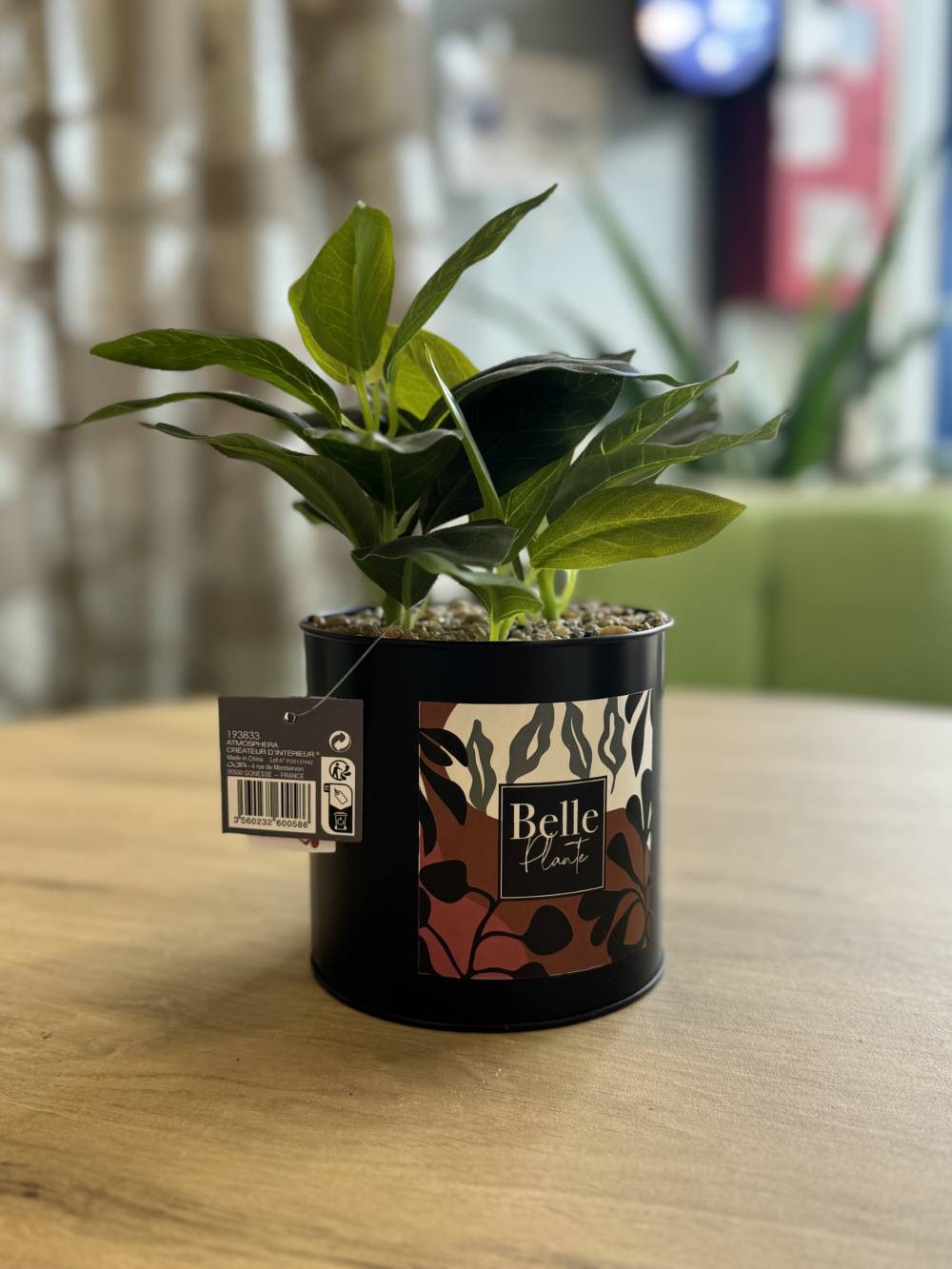 DECO PLANTE GRASSE